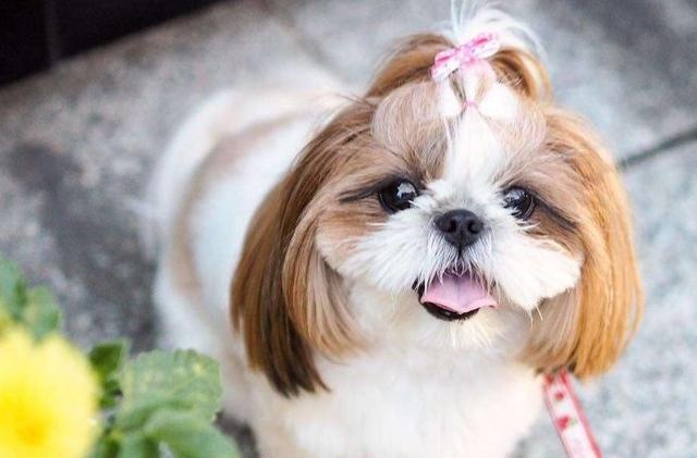 several dogs, short for vases, are inversely proportional to "beauty" and "iq"