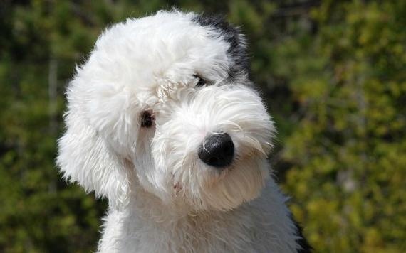 several dogs, short for vases, are inversely proportional to "beauty" and "iq"