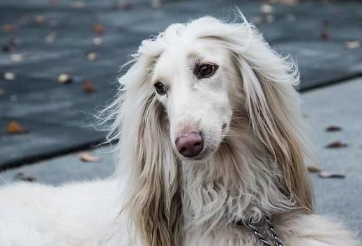 several dogs, short for vases, are inversely proportional to "beauty" and "iq"