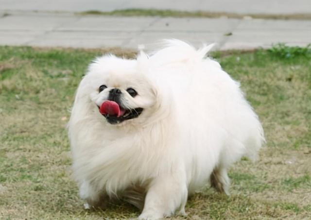 several dogs, short for vases, are inversely proportional to "beauty" and "iq"