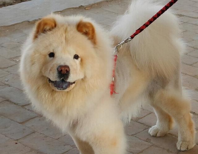 several dogs, short for vases, are inversely proportional to "beauty" and "iq"