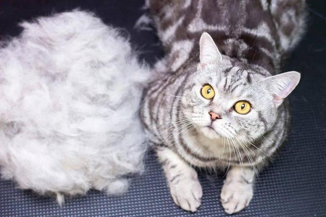 even if the cat is very cute, but there are these big disadvantages, after watching you will still keep