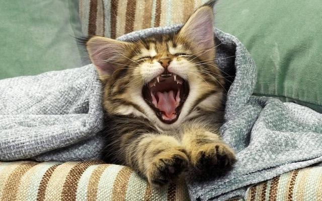 even if the cat is very cute, but there are these big disadvantages, after watching you will still keep