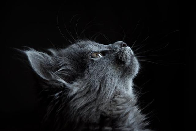 even if the cat is very cute, but there are these big disadvantages, after watching you will still keep