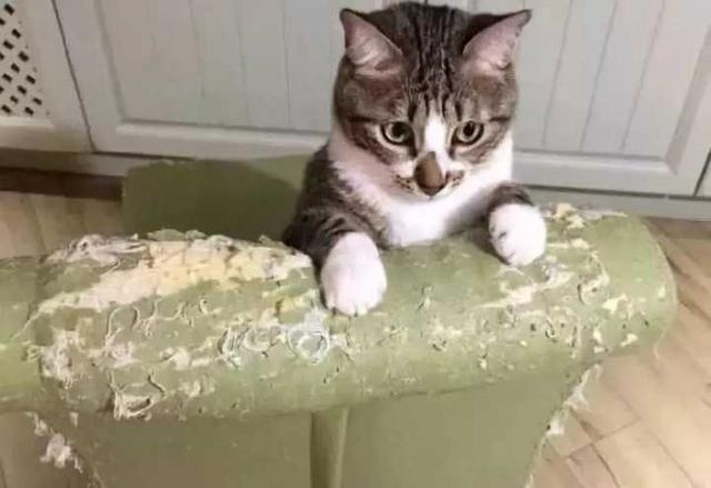 even if the cat is very cute, but there are these big disadvantages, after watching you will still keep