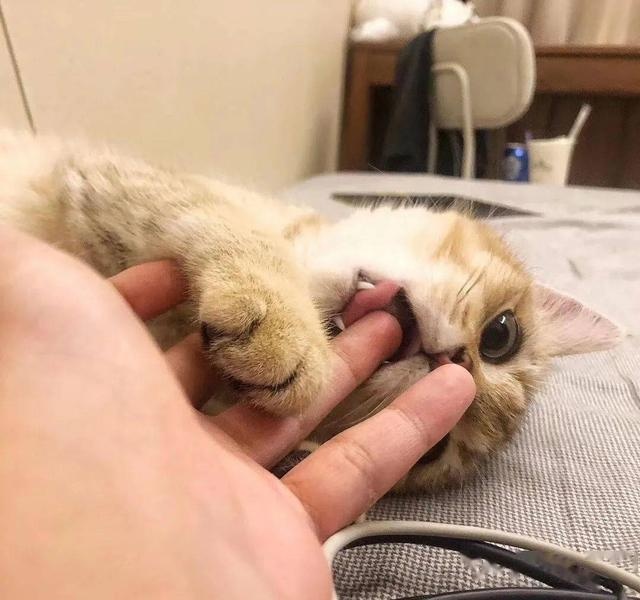 even if the cat is very cute, but there are these big disadvantages, after watching you will still keep
