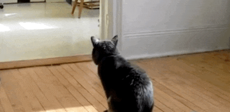 even if the cat is very cute, but there are these big disadvantages, after watching you will still keep