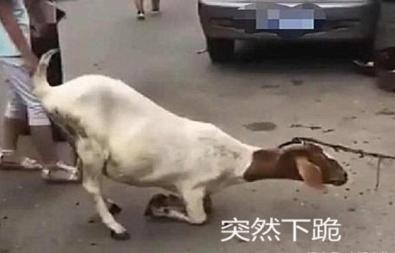 动物与主人的感情到底能有多深?