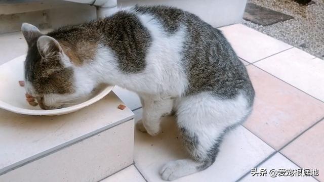 瘸腿流浪猫上门求助,赖在院子里不愿离开,凭一己之力成为家猫