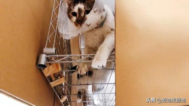 瘸腿流浪猫上门求助,赖在院子里不愿离开,凭一己之力成为家猫