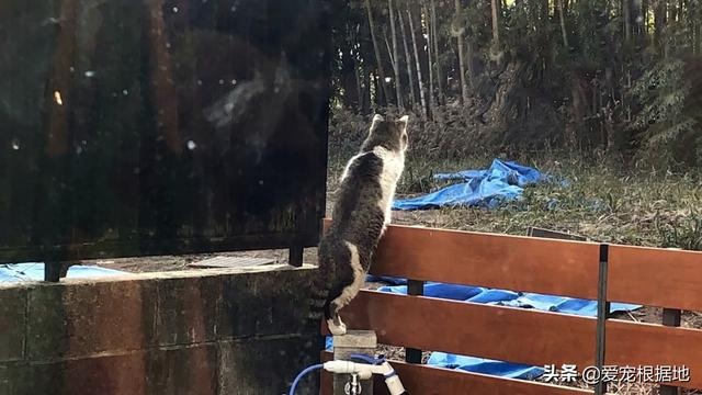 瘸腿流浪猫上门求助,赖在院子里不愿离开,凭一己之力成为家猫