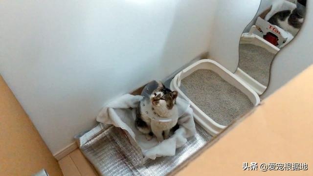 瘸腿流浪猫上门求助,赖在院子里不愿离开,凭一己之力成为家猫