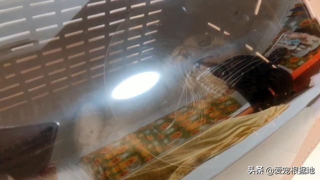 瘸腿流浪猫上门求助,赖在院子里不愿离开,凭一己之力成为家猫