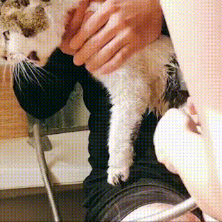 瘸腿流浪猫上门求助,赖在院子里不愿离开,凭一己之力成为家猫