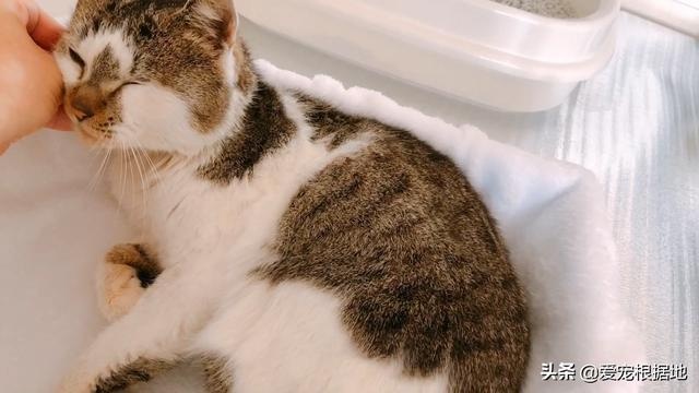 瘸腿流浪猫上门求助,赖在院子里不愿离开,凭一己之力成为家猫