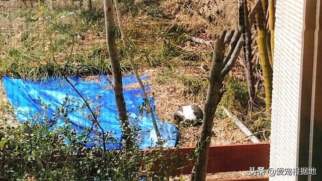 瘸腿流浪猫上门求助,赖在院子里不愿离开,凭一己之力成为家猫