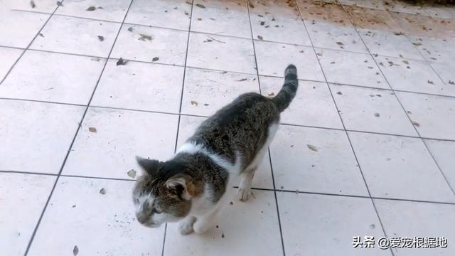 瘸腿流浪猫上门求助,赖在院子里不愿离开,凭一己之力成为家猫
