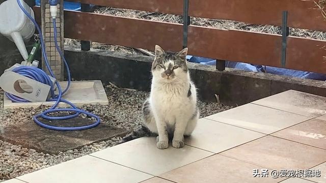 瘸腿流浪猫上门求助,赖在院子里不愿离开,凭一己之力成为家猫