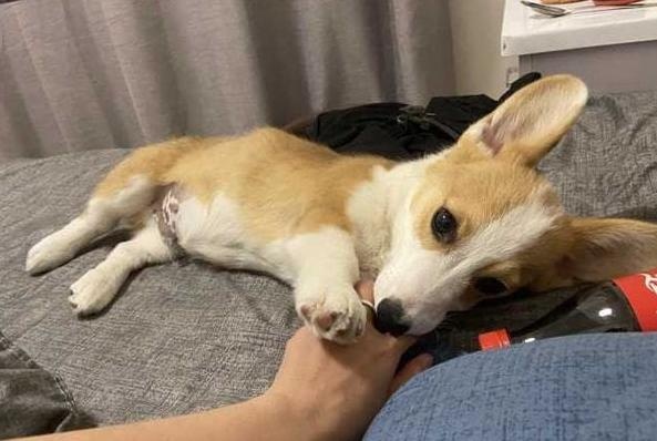 dogs like to sleep next to their owners for a reason