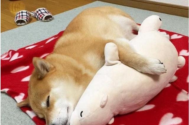 dogs like to sleep next to their owners for a reason