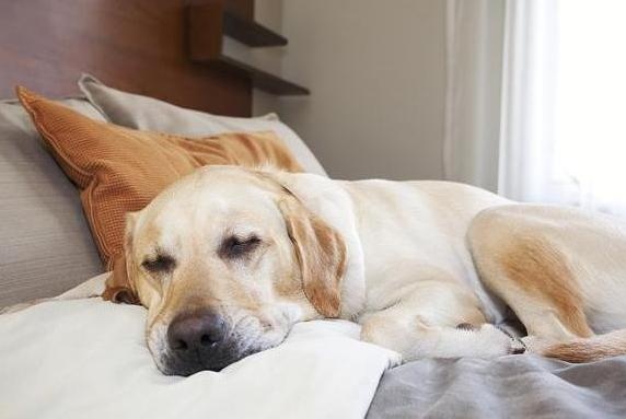 dogs like to sleep next to their owners for a reason
