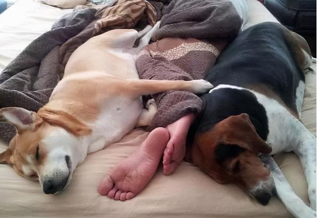 dogs like to sleep next to their owners for a reason