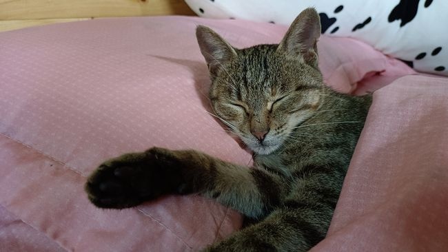 这只猫睡了我的床 真的是一点也不客气 叫都叫不醒了