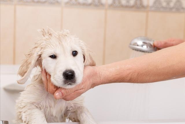 dogs have just arrived home, these 6 things, the owner must pay attention to