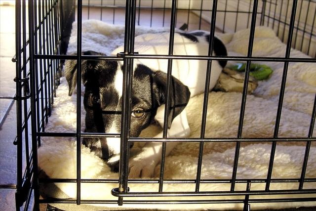 dogs have just arrived home, these 6 things, the owner must pay attention to