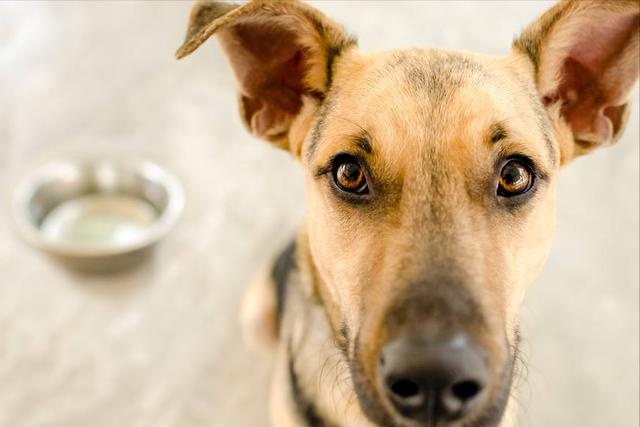 dogs have just arrived home, these 6 things, the owner must pay attention to