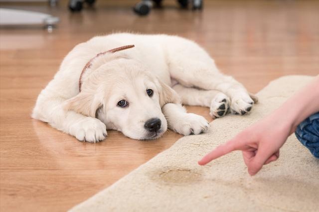 dogs have just arrived home, these 6 things, the owner must pay attention to
