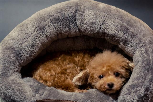 dogs have just arrived home, these 6 things, the owner must pay attention to