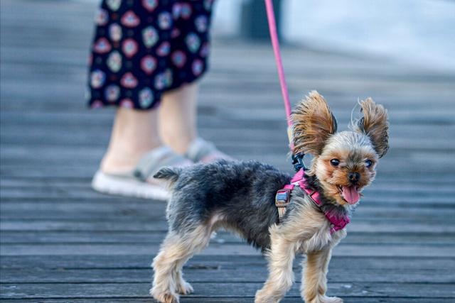 dogs have just arrived home, these 6 things, the owner must pay attention to