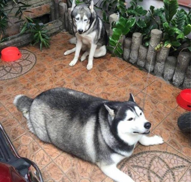 take stock of the "23 foods" that dogs must never eat.