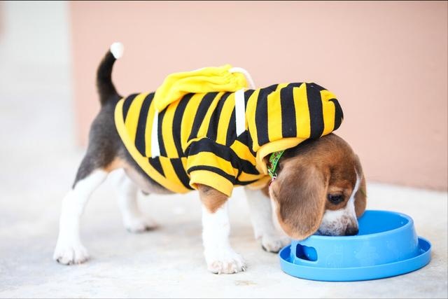 dogs have just arrived home, these 6 things, the owner must pay attention to