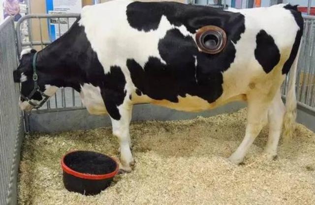 why open a hole in the cow and often reach out and dig it? don't they hurt?
