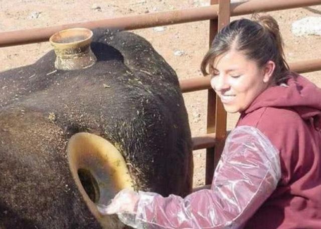 why open a hole in the cow and often reach out and dig it? don't they hurt?