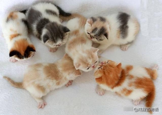 stunned! how can a mother cat eat her own child?