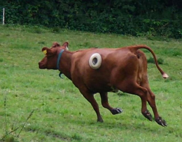 why open a hole in the cow and often reach out and dig it? don't they hurt?