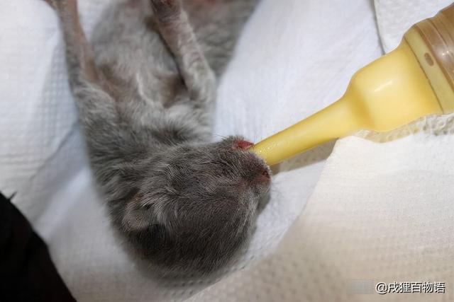 stunned! how can a mother cat eat her own child?