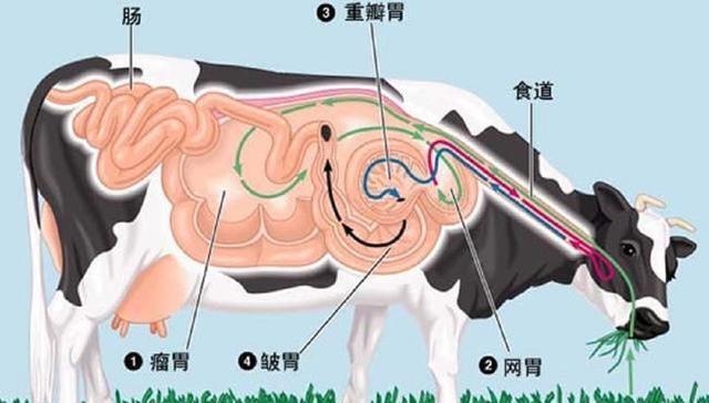 为何要在牛身上开个洞,还经常伸手进去掏?它们难道不会痛吗?