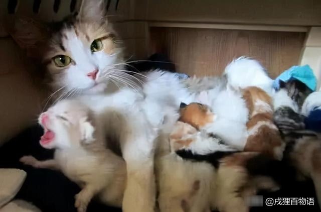stunned! how can a mother cat eat her own child?