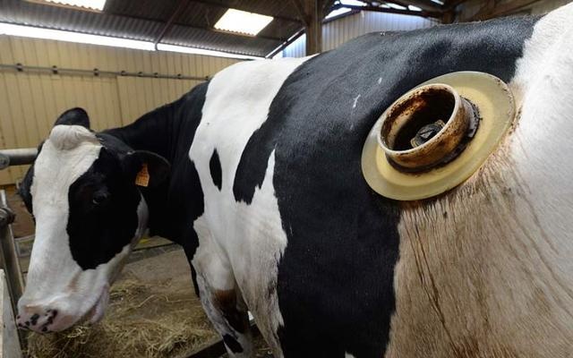 why open a hole in the cow and often reach out and dig it? don't they hurt?