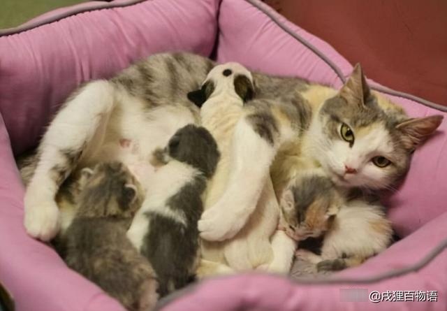 stunned! how can a mother cat eat her own child?