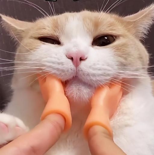 cat love owner divided into 5 "grades", full level is really too happy