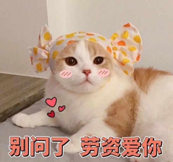 cat love owner divided into 5 "grades", full level is really too happy