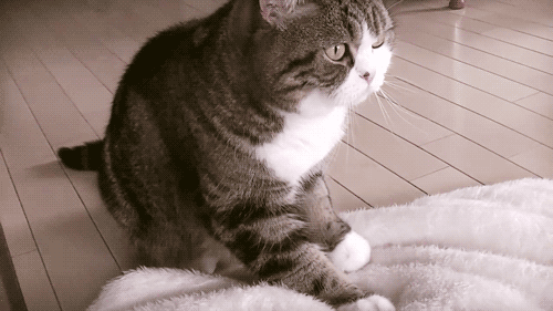 cat love owner divided into 5 "grades", full level is really too happy