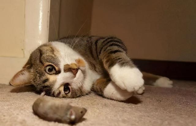 cat love owner divided into 5 "grades", full level is really too happy