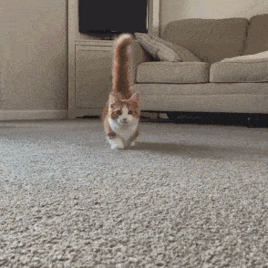 cat love owner divided into 5 "grades", full level is really too happy
