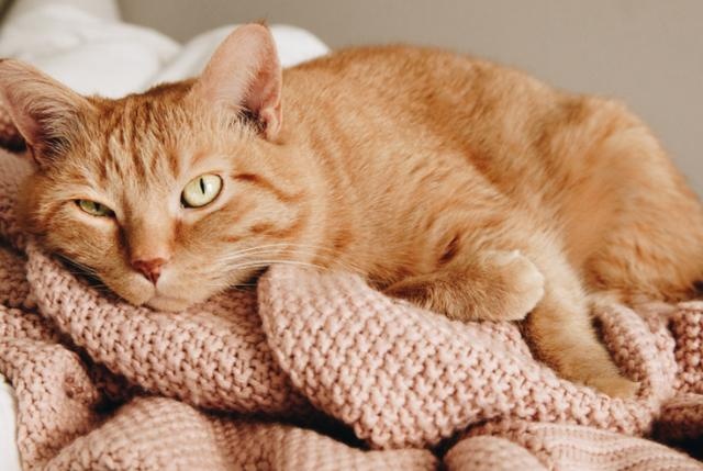 cat love owner divided into 5 "grades", full level is really too happy